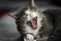 Close-up of lazy tabby cat yawning — Stock Photo