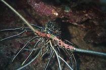 Оман, вишукана розкіш лангусти, (Palinuridae) на морського дна — стокове фото
