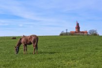 Alemanha, Mecklemburgo-Pomerânia Ocidental, Farol de Bastorf e pastoreio de cavalos em primeiro plano — Fotografia de Stock