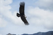 Anden-Kondor-Vogel fliegt in den Bergen — Stockfoto