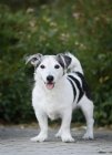 Jack Russel Terrier standing in garden and looking at camera — Stock Photo
