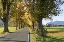 Alemania, Baviera, Alta Baviera, Bad Toelz, camino arbolado en otoño, Monasterio de Benediktbeuern - foto de stock
