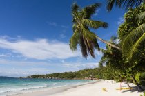 Seychelles, Praslin, palm (Cocos nucifera) at beach Anse Lazio — Stock Photo