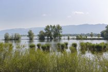 Austria, Vorarlberg, Hard, Scheienloch, Riserva Naturale del Delta del Reno, foce del Reno — Foto stock