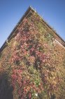 Vue du bas du lierre poussant sur le mur à Jenischpark, Hambourg, Allemagne — Photo de stock