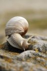 Escargots comestibles (Helix pomatia) rampant sur la pierre, vue rapprochée — Photo de stock