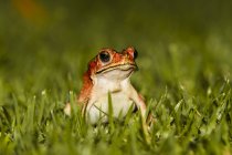 Indonesia, Bali, Avvicinamento del rospo comune asiatico, Bufo Melanostictus — Foto stock