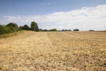 Allemagne, Rhénanie-du-Nord-Westphalie, Kamen, champ de chaume pendant la journée — Photo de stock