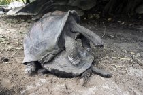 Seychelles, Praslin, Seychelles tartarughe giganti (Dipsochelys hololissa) accoppiamento — Foto stock