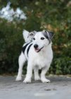 Jack Russel Terrier steht auf Straße in der Natur — Stockfoto
