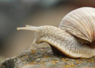 Escargot comestible (Helix pomatia) rampant sur la pierre, vue rapprochée — Photo de stock