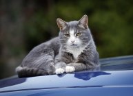 Cat lying on blue car bonnet — Stock Photo