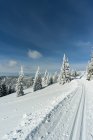 Alemanha, Baden-Wuerttemberg, Floresta Negra, Feldberg, forma e árvores no inverno — Fotografia de Stock