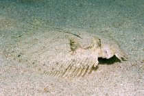 Caraibi, Antille, Curacao, Westpunt, Peacock Flounder, Bothus lunatus — Foto stock