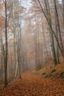 Alemania, Baviera, Alta Baviera, Berchtesgadener Land, Berchtesgaden National Park, Schoenau at Koenigssee, niebla en madera otoñal - foto de stock
