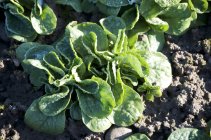 Closeup view of lamb lettuce salad growing on field in sunshine — Stock Photo