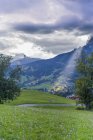 Italy, Province of Belluno, Veneto, Cortina d'Ampezzo, autumn crocuses at alpine meadow — Stock Photo