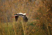 White stork flying in autumnal park, side view — Stock Photo