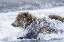 Ведмідь полювання лосося в срібло лосося-Крік — стокове фото