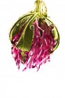Конюшина квіти з краплями роси — стокове фото