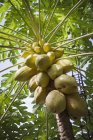 Primer plano de la fruta de la papaya colgando de un árbol durante el día, Hawai
. - foto de stock