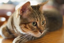 Tabby gatto guardando lateralmente — Foto stock