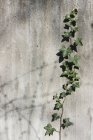 Close-up of Ivy growing on concrete wall — Stock Photo