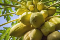 Крупный план папайи, висящей на дереве днем на Гавайях
. — стоковое фото