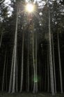 Німеччина, Баварія, вид на ліс — стокове фото