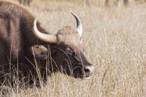 Gaur si trova al Kanha National Park nel Madhya Pradesh, India — Foto stock