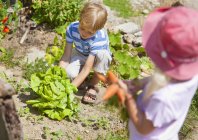 Boy and girl picking vegetables in garden — Stock Photo