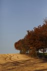 Germania, Sassonia, Veduta del campo agricolo in autunno durante il giorno — Foto stock