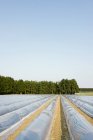 Alemanha, Vista do cultivo de aspargos no final de março — Fotografia de Stock