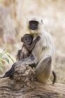 Лангурська мавпа з дитиною, що сидить на колоді — стокове фото