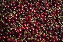 Fresh picked cherries in heap — Stock Photo