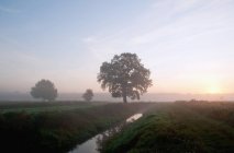 Vista de árvores e rio na névoa da manhã em Brandemburgo, Alemanha — Fotografia de Stock
