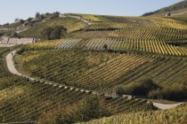 Германия, Рюдесхайм, Рейнланд-Пфальц, виноградники осенью — стоковое фото