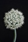 Close up of onion blossom against black background — Stock Photo