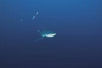 Portugiesischer Blauhai mit Pilotfischen auf Azoren — Stockfoto