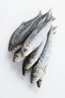 Fresh whole Sardines in heap — Stock Photo
