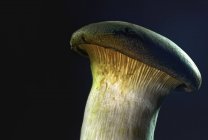 Fresh king oyster mushroom — Stock Photo