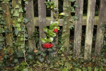 Germany, Ivy with red berries on wooden fence — Stock Photo