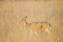 Олень ходьба високою сухої трави — стокове фото
