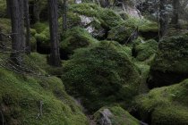 Vista del bosque oscuro con rocas cubiertas de musgo, Italia - foto de stock