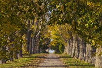 Germany, Baden Wuerttemberg, Stuttgart, Alley with deciduous trees — Stock Photo