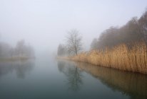 Áustria, Vista de árvores com junco no nevoeiro da manhã no Lago Mondsee — Fotografia de Stock