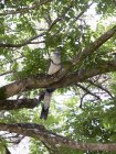 Central America, Costa Rica, White Throated Magpie Jay perching on tree — Stock Photo