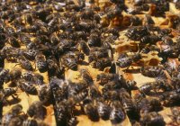 Estados Unidos, Las abejas en la colmena al aire libre durante el día - foto de stock