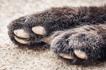 Close up of old cats paw on floor — Stock Photo