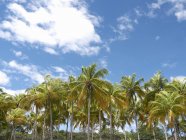 Palmeraie sous le ciel bleu — Photo de stock